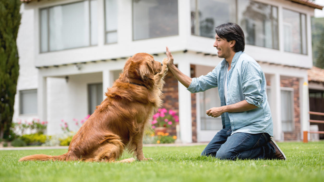  Man doing high five with retriever dog. 