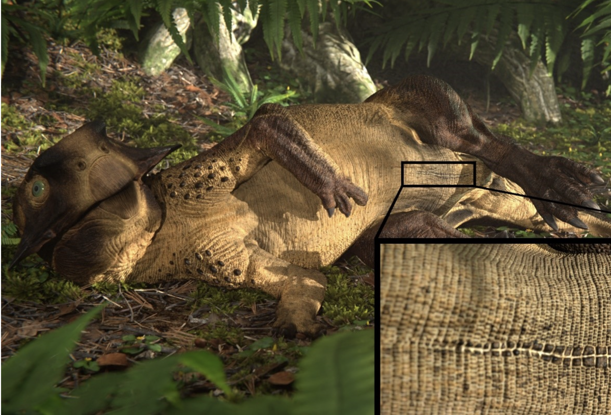 3D reconstruction of a reclining Psittacosaurus showing the long umbilical scar surrounded by distinctive scales that was identified by study team (Jagged Fang Designs)