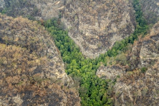 While some of the trees were charred by the flames, the grove was saved from the fires