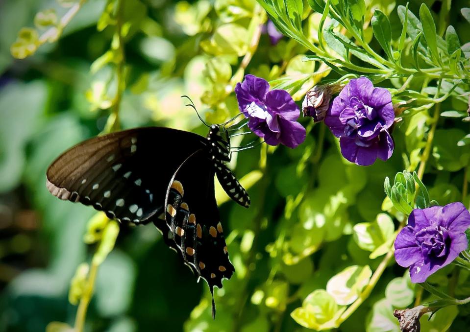 This Spicebush Swallowtail is one of several species that have been seen feeding on the Superbells Double Blue calibrachoa.