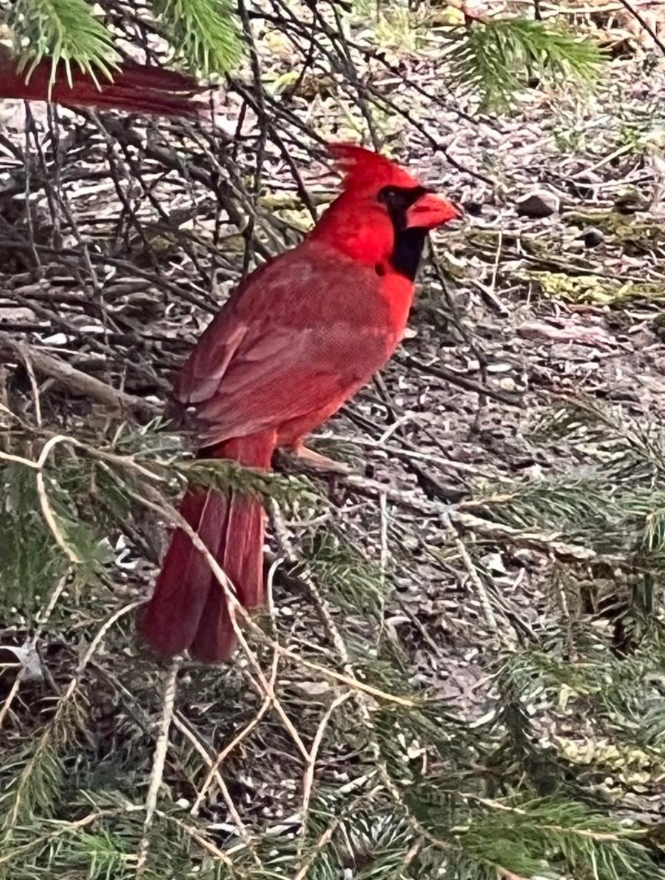 A cardinal nestles on a tree branch outside a home in Hyannis.