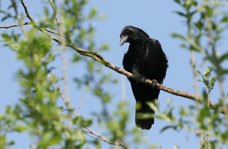A crow on a branch