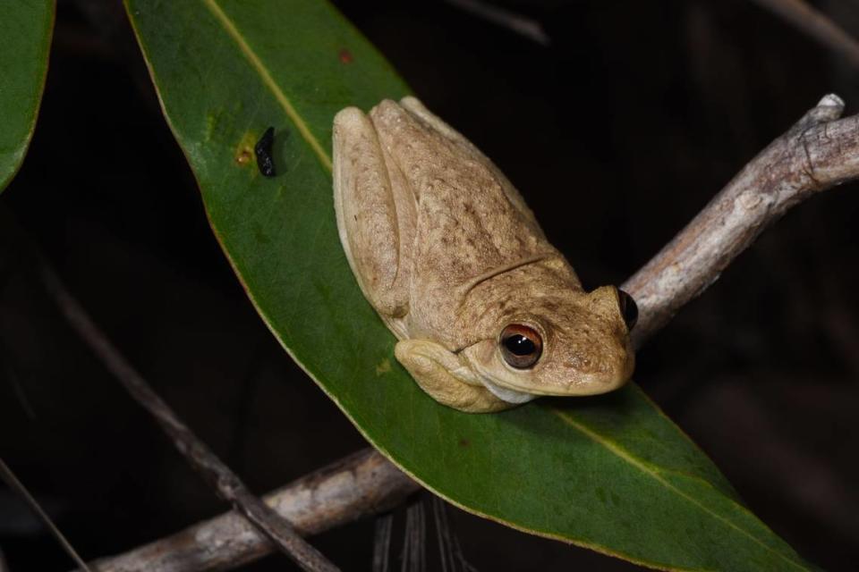 A Litoria ridibunda, or western laughing tree frog, perched on a leaf.
