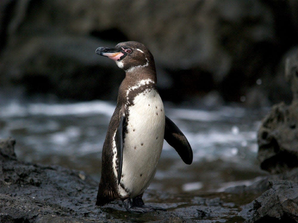 Galapagos penguin