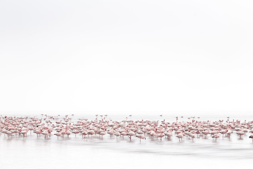 <strong>Winner: Alessandra Meniconzi from Switzerland<br /></strong>A&nbsp;stunning wildlife shot of flamingos in Walvis Bay, Namibia.