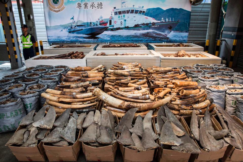 Seized endangered species products including elephant ivory tusks, pangolin scales and shark fins are seen during a press conference at the Kwai Chung Customhouse Cargo Examination Compound in Hong Kong on september 5, 2018.
