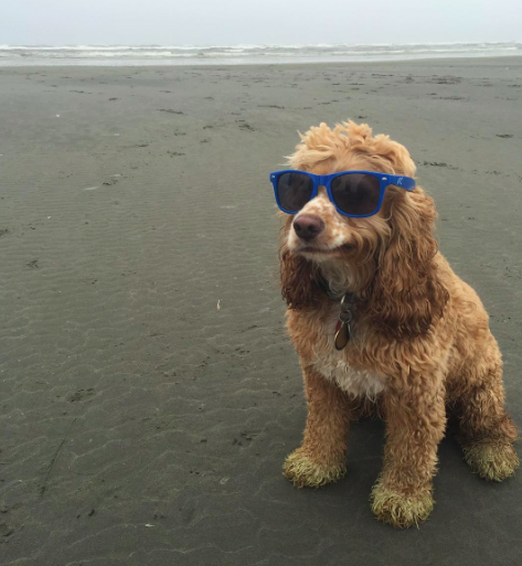 what is the coolest dog in the world
