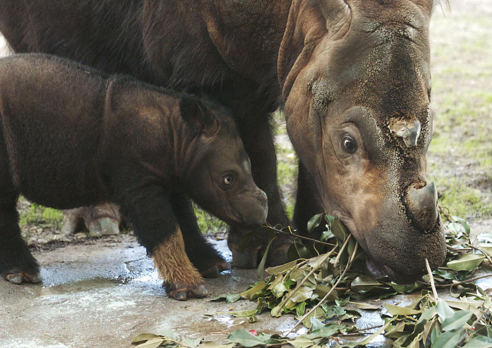 <p><strong>Le rhinocéros de Sumatra</strong><br>Considéré comme le plus petit des rhinocéros, cet animal qui vivait autrefois dans les forêts tropicales et les marais d’Inde, du Bhoutan, du Bangladesh, du Myanmar, du Laos, de la Thaïlande ou encore de la Chine est désormais en danger critique d’extinction selon la liste rouge dressée par l’UICN. On estime qu’il ne reste aujourd’hui que 275 individus à l’état sauvage. Crédit photo: Getty </p>