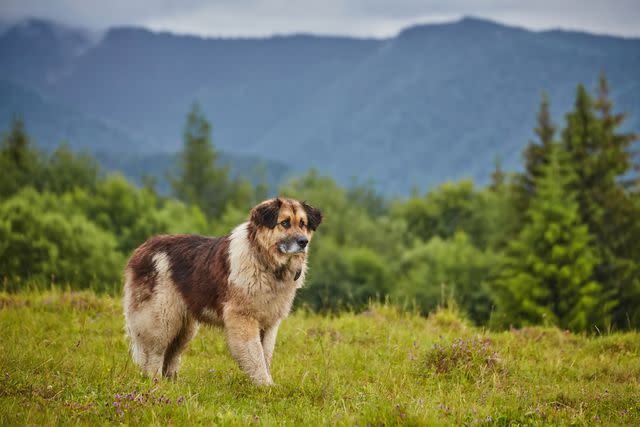 <p>Getty Images/Romanian Carpathian Shepherd dog </p> Romanian Carpathian Shepherd dogs are great livestock guardians.