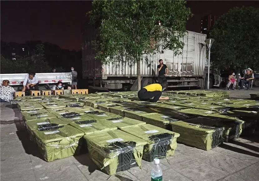 Animal rescue volunteers inspect boxes containing live animals in Chengdu, Sichuan province, on May 3, 2021. / Credit: Chengdu Love Home Animal Rescue Center / Weibo