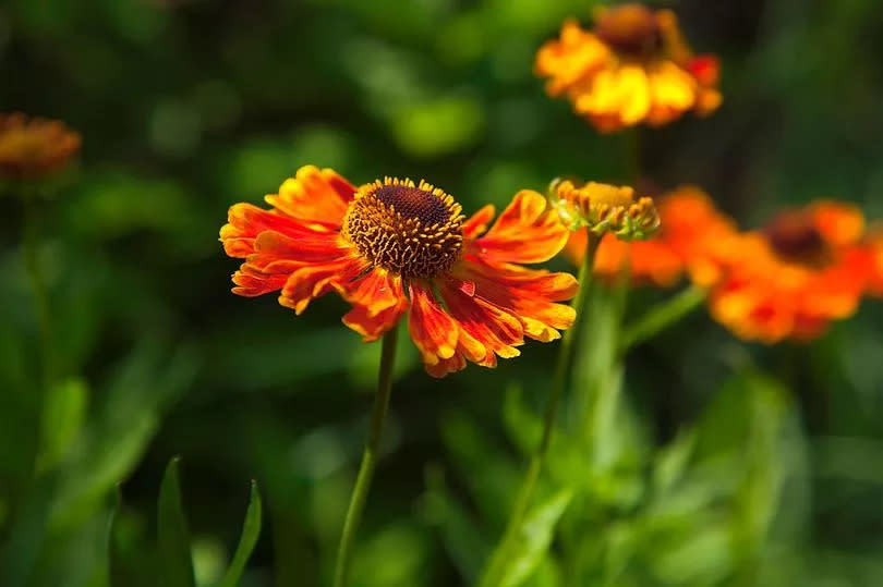 Plants. Flowers. Sneezeweed. Close up of orange coloured Helenium Moerheim Beauty Flowerhead. (Photo by: Zhale Naoka-Gibbs/Eye Ubiquitous/Universal Images Group via Getty Images)