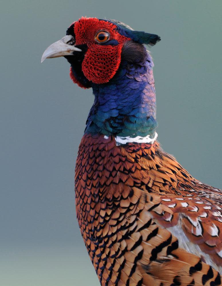 Pheasants 