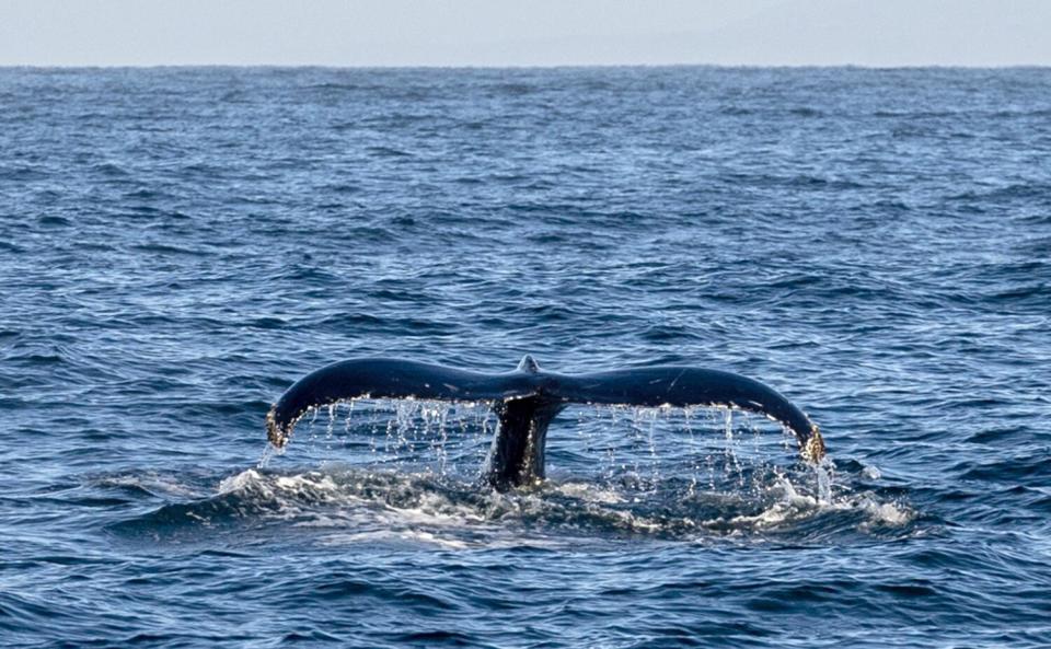 A humpback whale in Monterey Bay