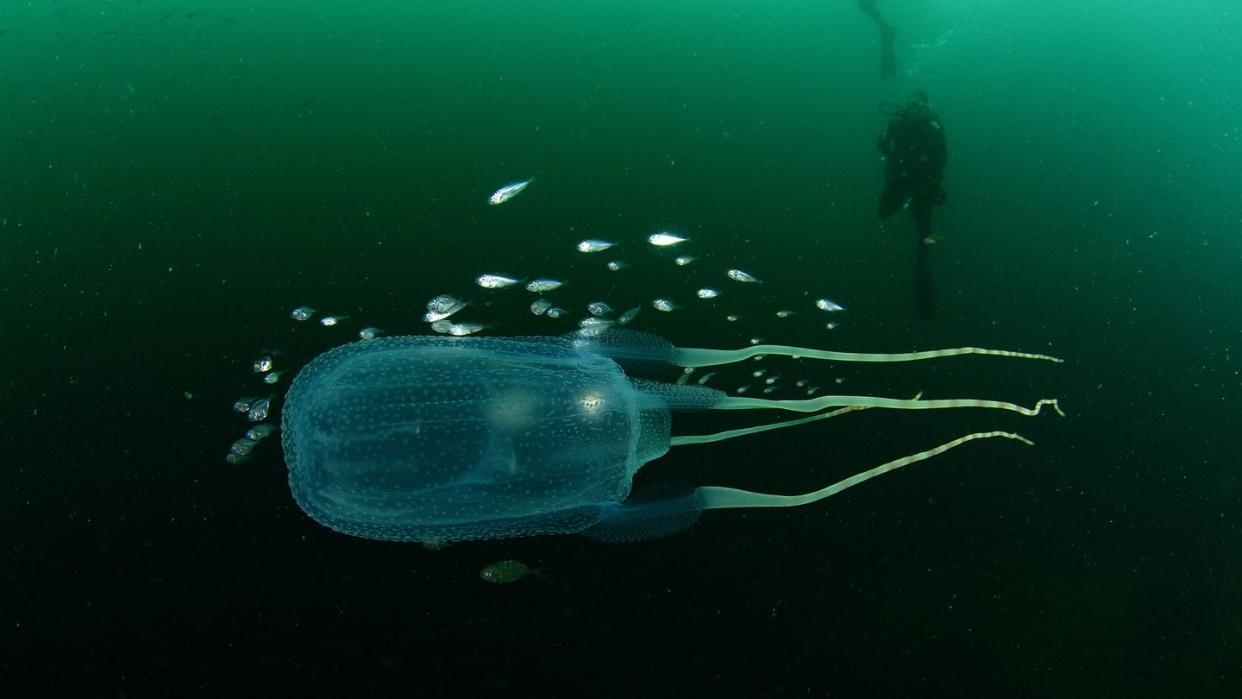 sea wasp and diver