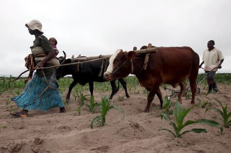 Communal farmers cultivate maize crops in Mvuma district, Masvingo, Zimbabwe, January 26, 2016. REUTERS/Philimon Bulawayo