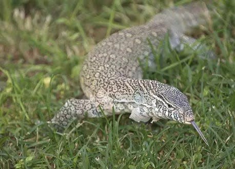 A Nile monitor slithers through short grasses. These lizards can grow to 5 feet and compete with and eat native Florida species.