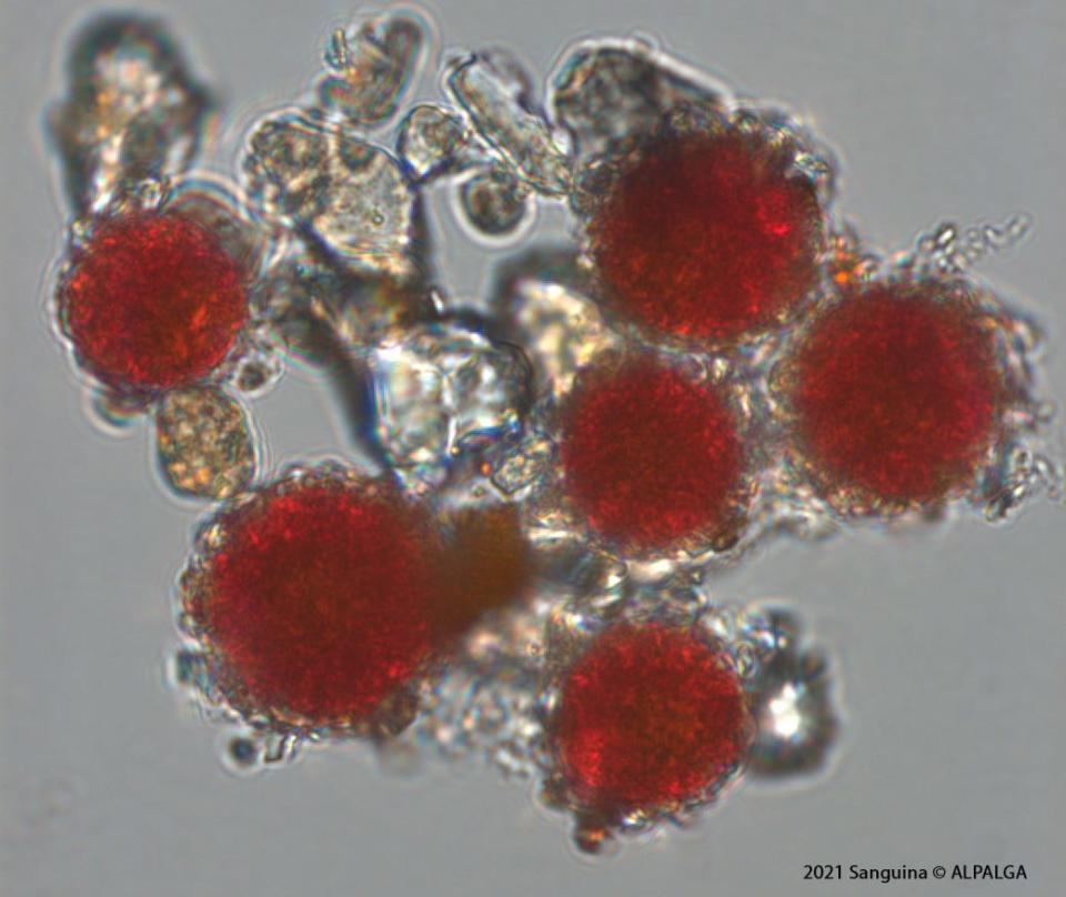 six red algae dots clustered microscope image