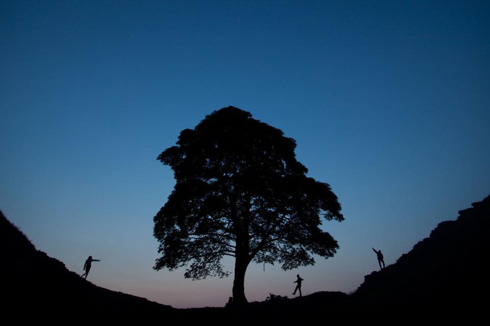 A man has been arrested over the felling of the famous tree (PA) (PA Wire)