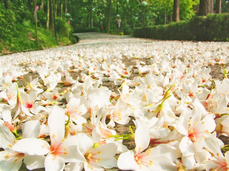 白天可在西湖渡假村賞「五月雪」之稱的油桐花。（圖／觀光署提供）