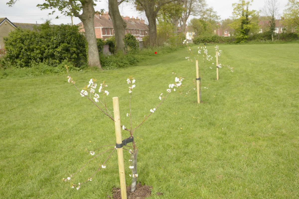 The newly-planted fruit trees at the Stallard Recreation Field in Trowbridge may have to be moved. <i>(Image: Trevor Porter 76997-3)</i>