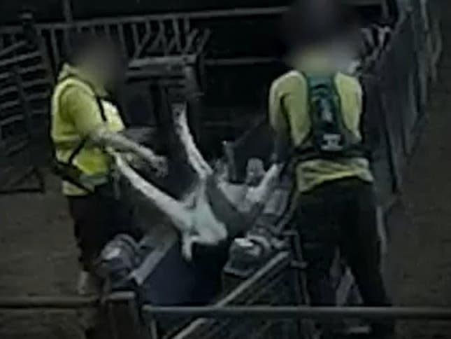 Goats abused at Far Marsh Farm in East Yorkshire: Surge / Screengrab