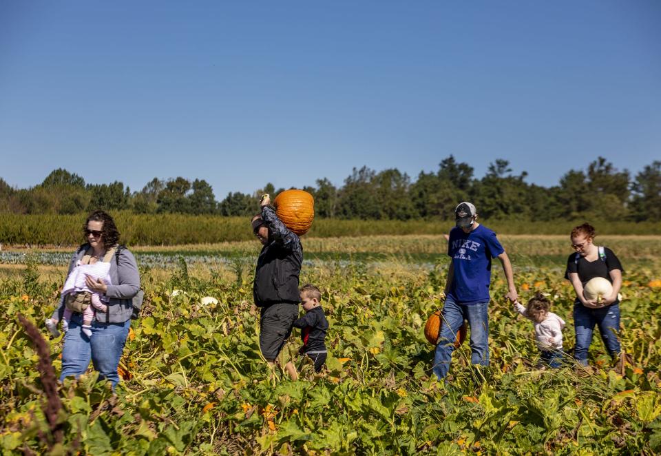 Families make their way through the pumpkin patch on a sunny afternoon at Huber's Orchard & Winery