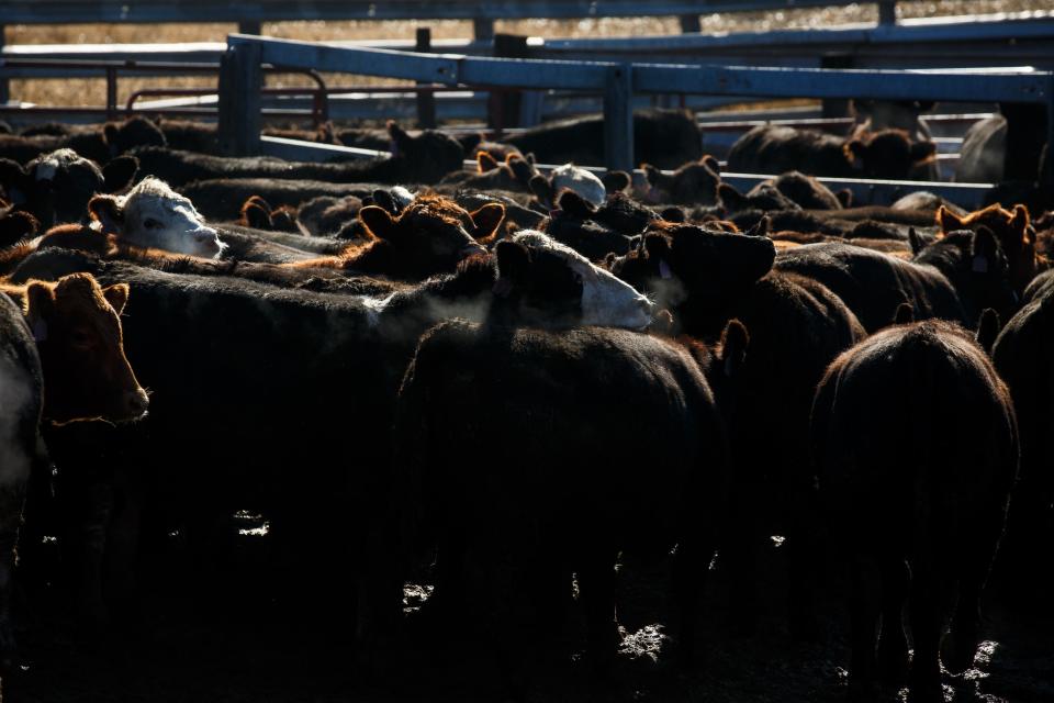 Cattle stand in a pen before being sorted for feeding.