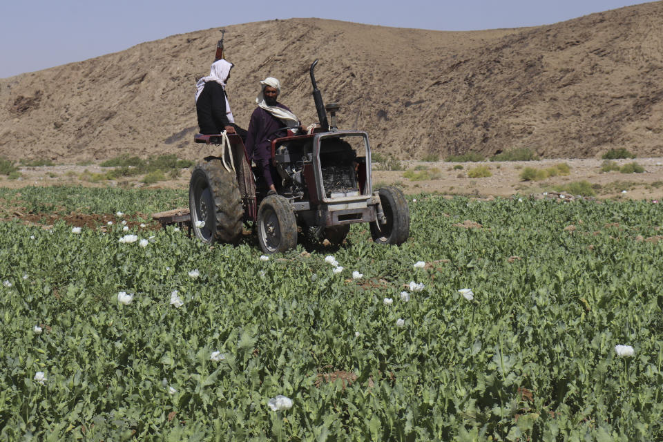 Taliban eradicate a poppy field in Washir, district of Helmand province, Afghanistan, Sunday, May 29, 2022. Afghanistan's Taliban rulers have begun a campaign to eradicate poppy cultivation, aiming to wipe out the country's massive production of opium and heroin, even as farmers fear their livelihoods will be ruined at a time of growing poverty.(AP Photo/Abdul Khaliq)