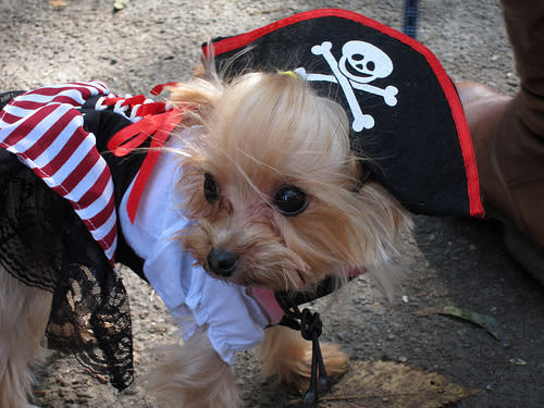 Pirate Puppy!