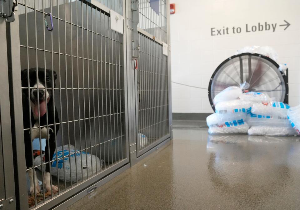 June 14, 2022; Columbus, Ohio, United States; The Franklin County Dog Shelter & Adoption Center lost power and had no air conditioning on Tuesday afternoon. Responding to a social media post, people arrived by the dozens with ice, fans, water, coolers and more to keep the dogs as comfortable as possible. Mandatory Credit: Barbara J. Perenic/Columbus Dispatch