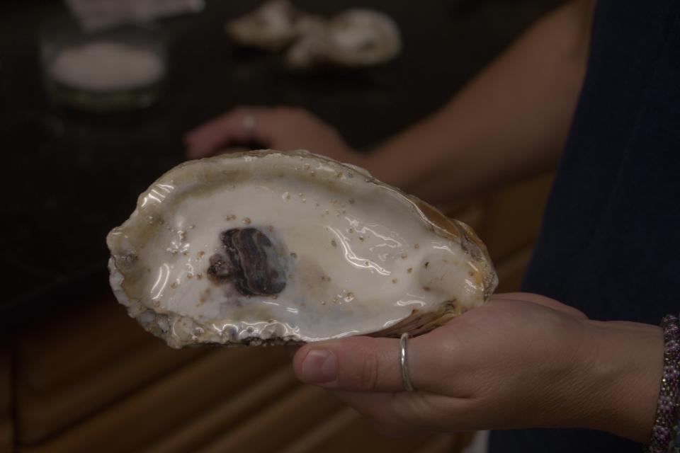 A recycled oyster shell bearing coffee grain-like spat, the name used for oyster larvae once they have glued themselves onto a substrate, is held by Horn Point Oyster Hatchery manager Stephanie Tobash Alexander Aug. 2, 2019 at the facility in Cambridge.