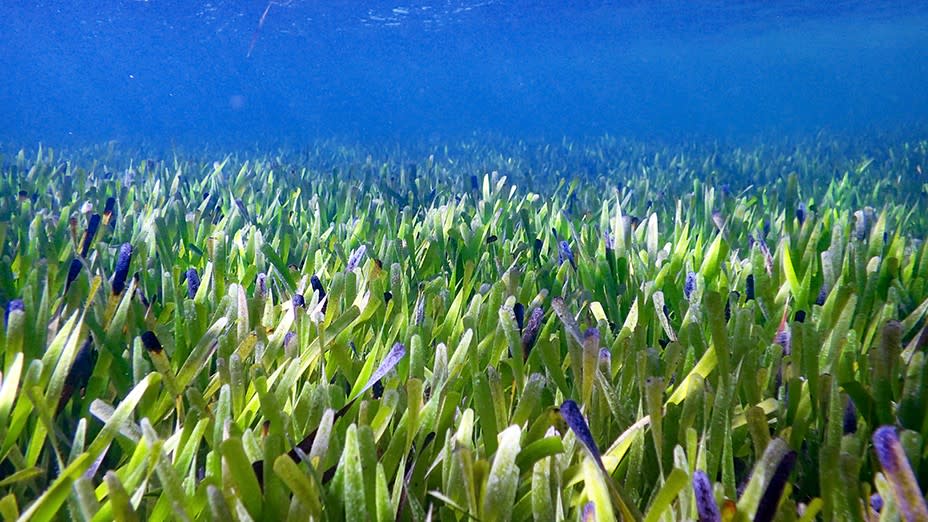  An underwater picture of seagrass in the immortal seagrass meadow at Shark Bay. 