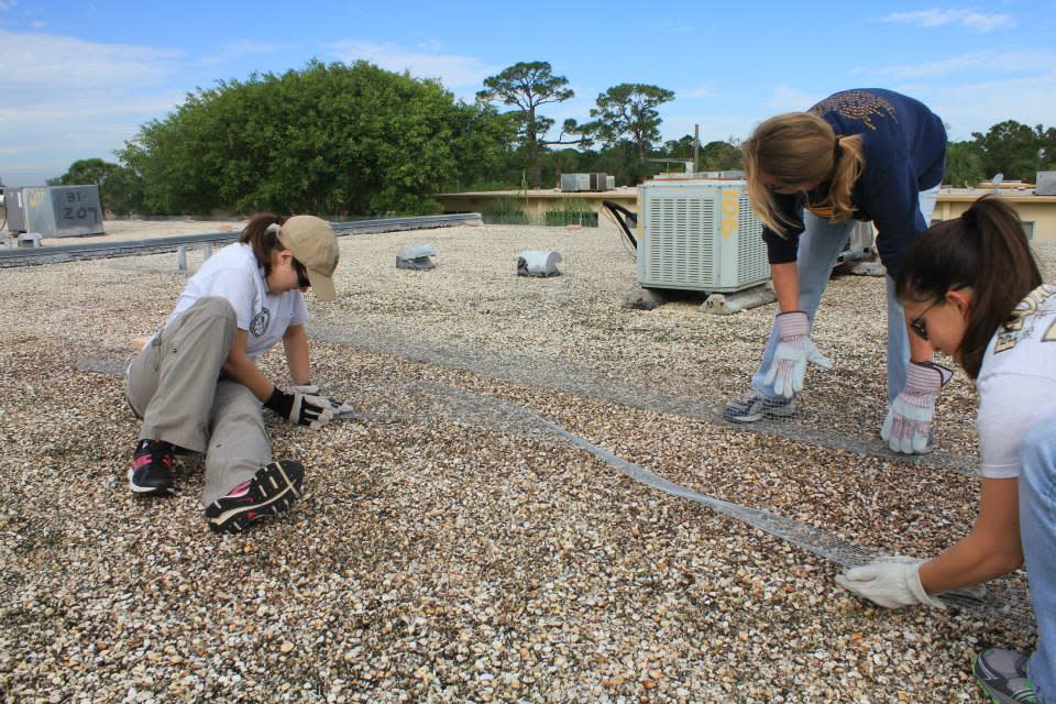 Florida Fish and Wildlife Conservation Commission staff members and a partner from NASA make a 6-inch-tall fence to prevent flightless least tern chicks from walking off the edge of an apartment building roof.