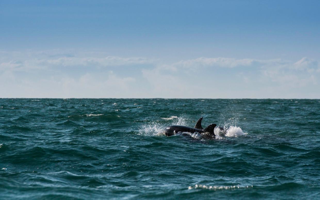You can spot dolphins and seals off Cardigan Bay