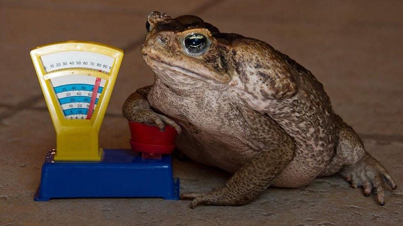 A different, less impressively huge cane toad prepares for its weigh-in.