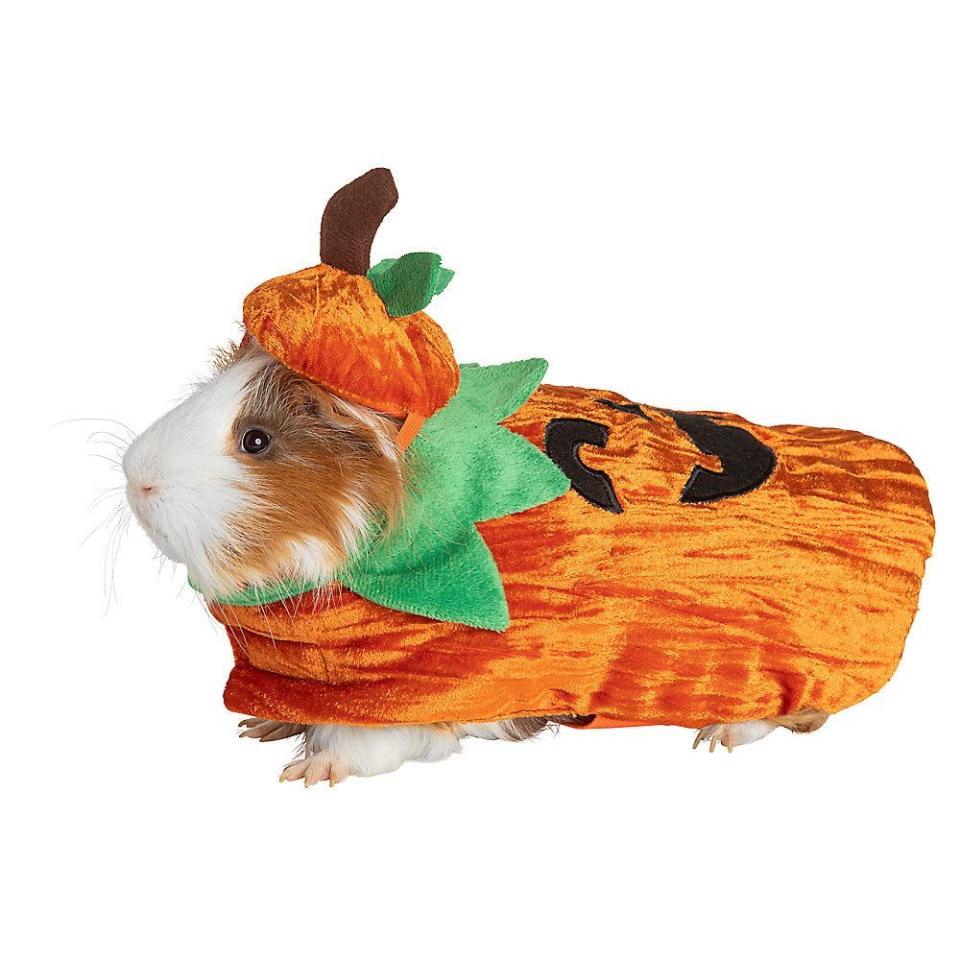 Pumpkin Guinea Pig Costume