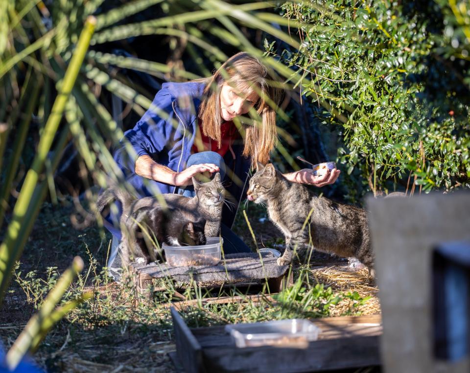 Molly Grady, founder of the Street Cat Society, checks on her cat colonies around Panama City on Jan. 5.