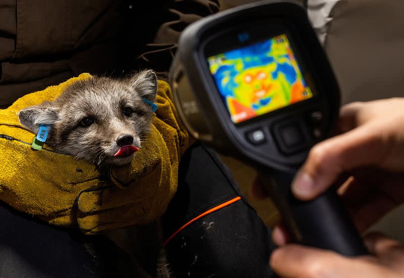 The Wider Image: Norway gives Arctic foxes a helping hand amid climate woes