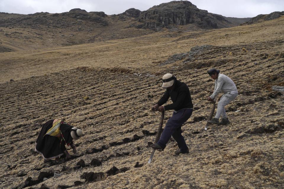 Residents harvest potatoes at the Cconchaccota community in the Apurimac region of Peru, Saturday, Nov. 26, 2022. A climatologist with Peru’s National Meteorology and Hydrology Service, said an index used to measure droughts qualified the region as “extremely dry.” (AP Photo/Guadalupe Pardo)