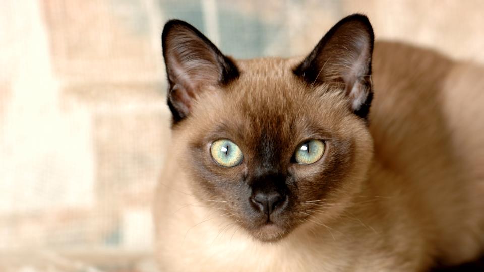 Tonkinese