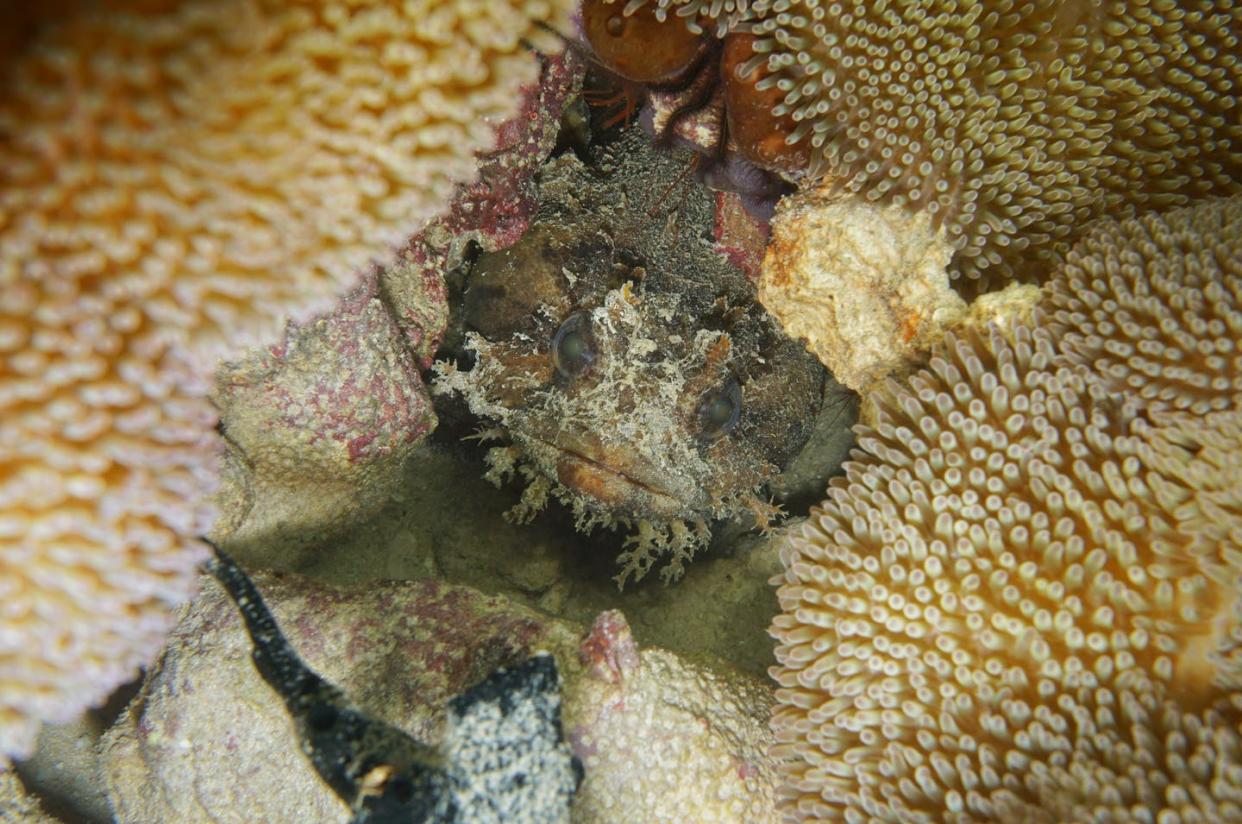 <span class="caption">FishSounds is an online database of recordings of the noises created by fish, like this Bocon toadfish.</span> <span class="attribution"><span class="source">(Shutterstock)</span></span>