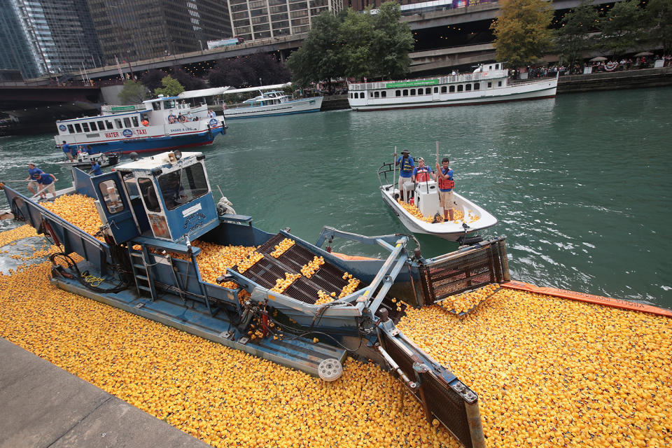 <p>Volunteers help to recover rubber ducks from the Chicago River following the Windy City Rubber Ducky Derby on August 3, 2017 in Chicago, Illinois. (Photo: Scott Olson/Getty Images) </p>