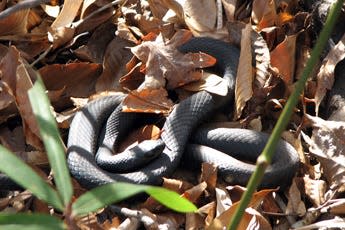 A snake suns itself along the Pond Trail at Ev-Henwood Nature Preserve in Brunswick County.