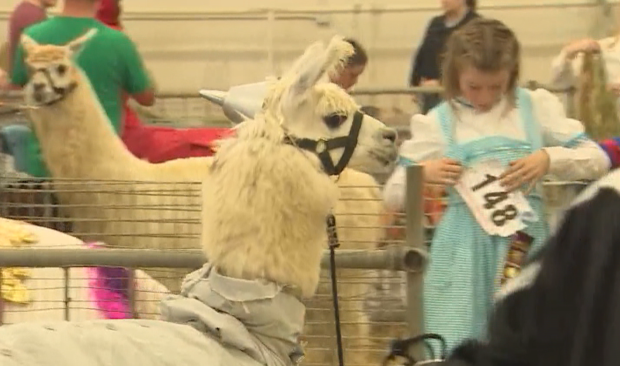 Llamas in costume compete for prize money at Norfolk County Fair
