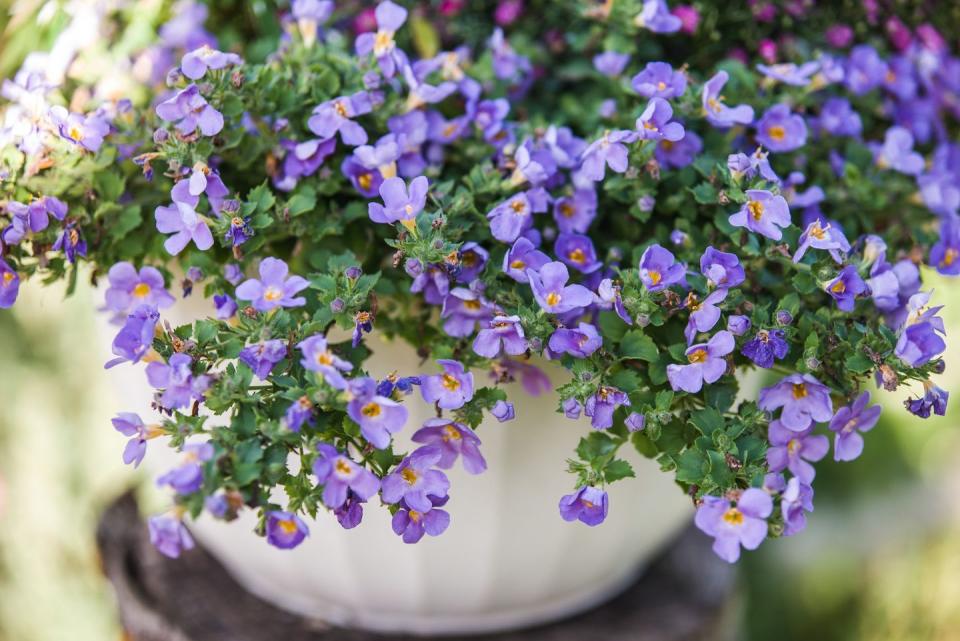 bacopa plant with purplish blue flowers cascading over a white planter