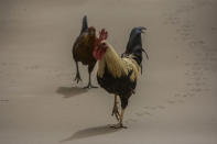 A rooster and a hen walk on the ash-covered main Black Rock road, from the St. Vincent eruption of La Soufriere volcano, on the outskirts of Bridgetown, Barbados, Sunday, April 11, 2021. (AP Photo/Chris Brandis)