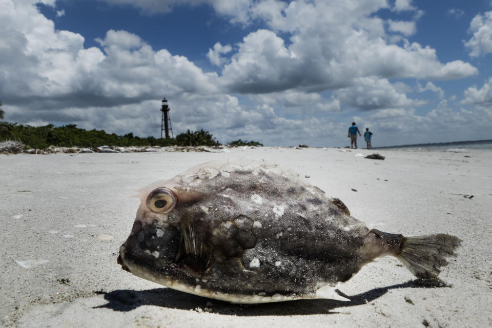 Tristes imágenes del impacto de la marea roja que plaga las aguas de Florida en el Golfo de México