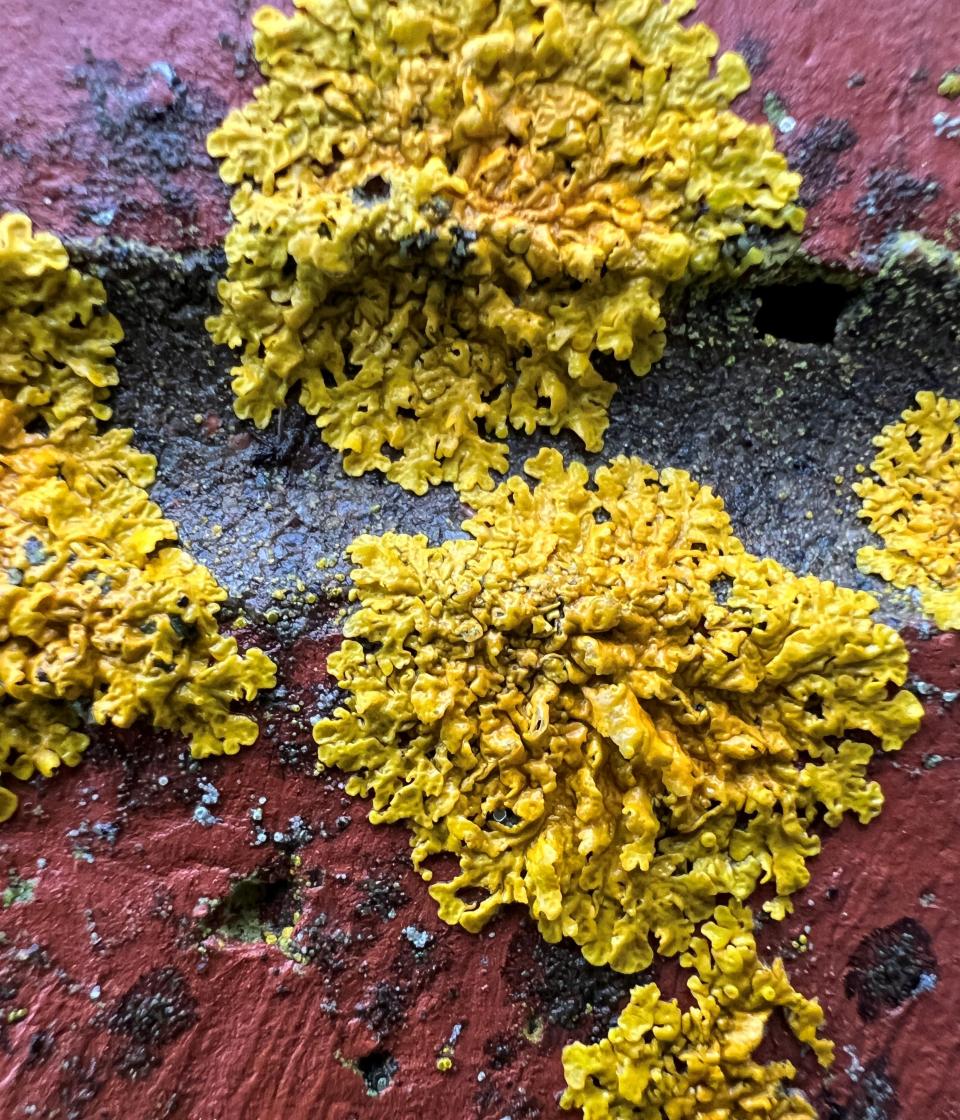 Sunburst lichen thrives on a brick wall, showcasing its unique ability to flourish in both coastal and inland environments.