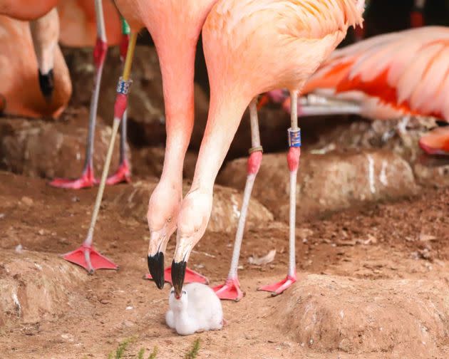 Flamingo dads Curtis and Arthur are seen with their new chick.