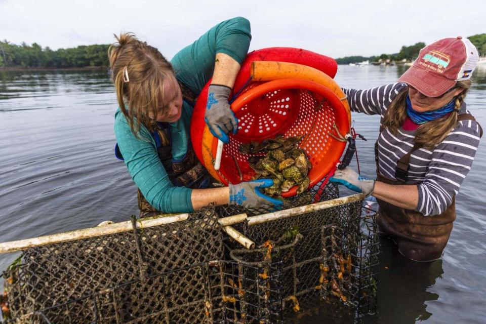 Sisters Laura Brown, left, and Krystin Ward harvest oysters for the SOAR program from Brown’s farm in Little Bay, called Fox Point Oysters.